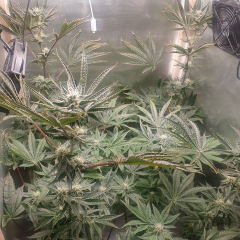 Funkfetti growlog photo: 2