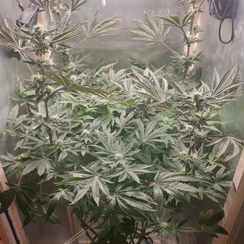 Funkfetti growlog photo: 2.2