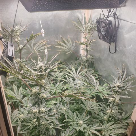 Funkfetti growlog photo: 2.2