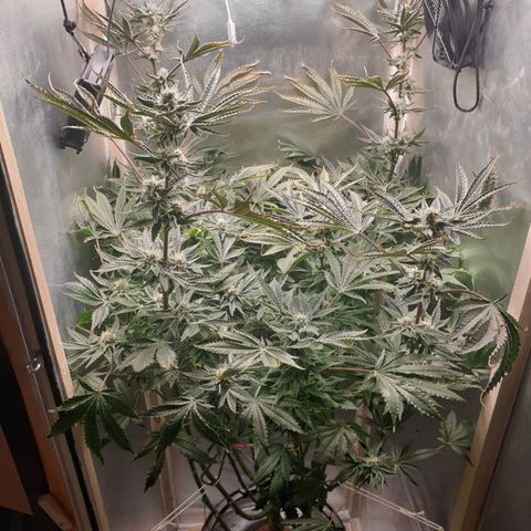 Funkfetti growlog timeline photo
