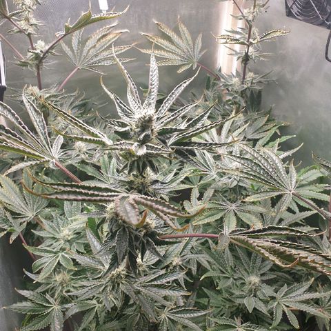 Funkfetti growlog timeline photo