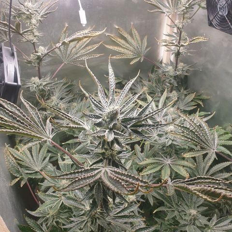 Funkfetti growlog photo: 2