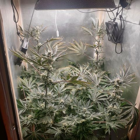 Funkfetti growlog photo: 2