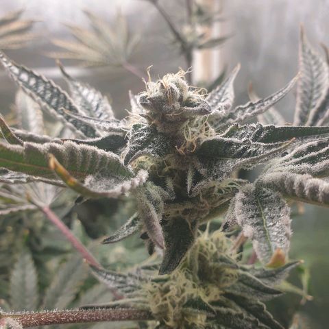 Funkfetti growlog timeline photo