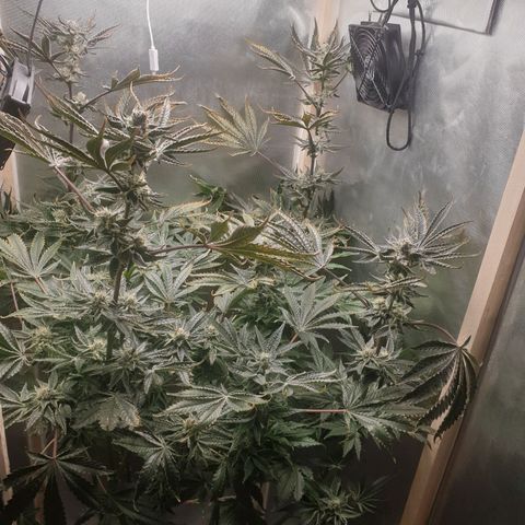 Funkfetti growlog photo: 1.9