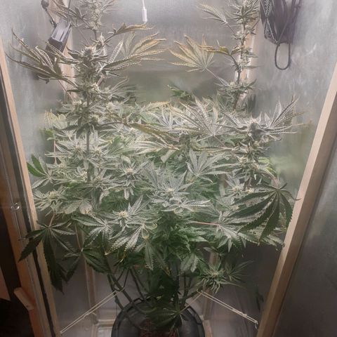 Funkfetti growlog timeline photo