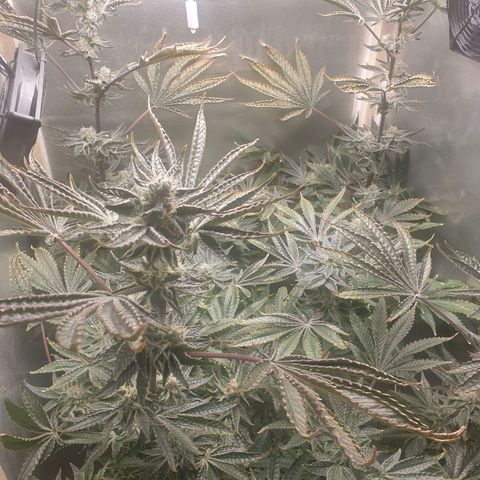 Funkfetti growlog timeline photo