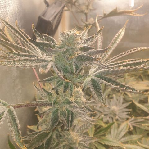 Funkfetti growlog timeline photo