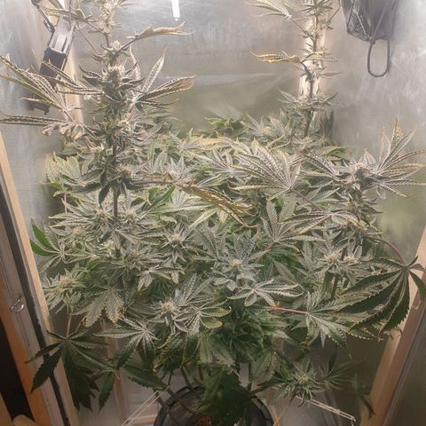 Funkfetti growlog timeline photo
