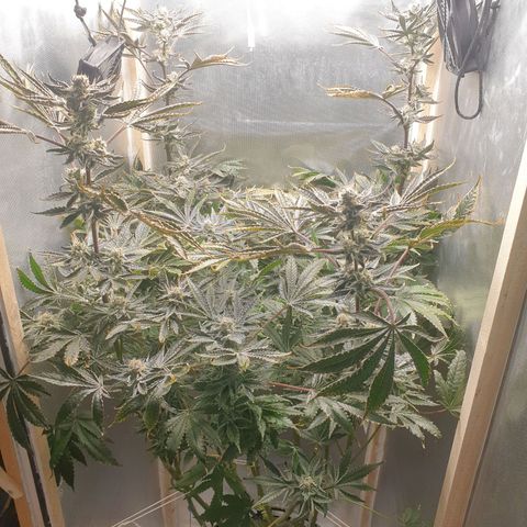 Funkfetti growlog photo: 1.8
