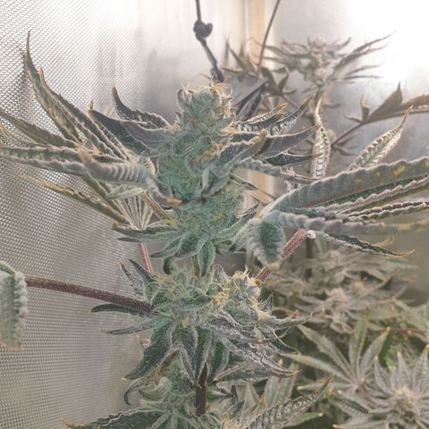 Funkfetti growlog timeline photo