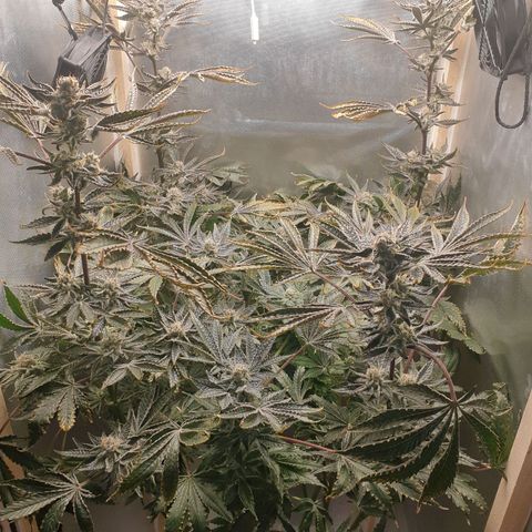 Funkfetti growlog photo: 1.87