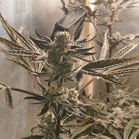 Funkfetti growlog photo: 1.87