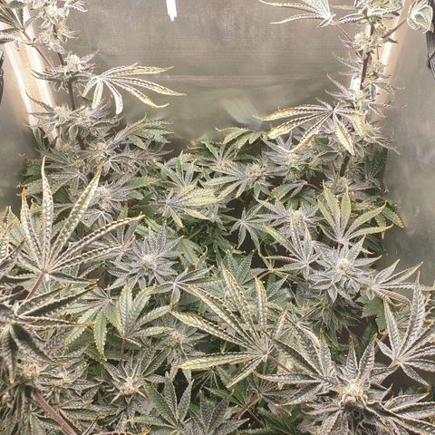 Funkfetti growlog photo: 1.87