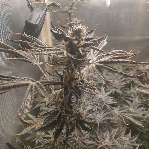 Funkfetti growlog timeline photo