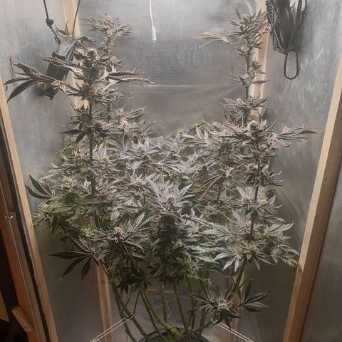 Funkfetti growlog timeline photo