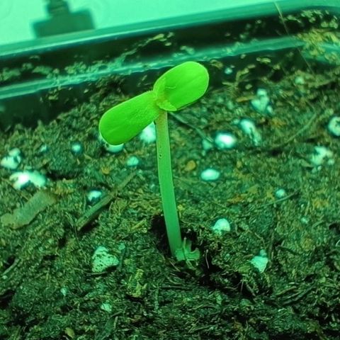 Auto Orange Bud growlog timeline photo