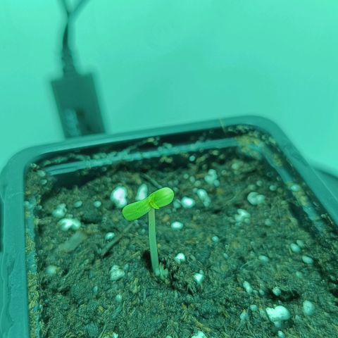 Auto Orange Bud growlog timeline photo