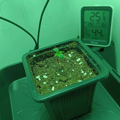 Auto Orange Bud growlog timeline photo