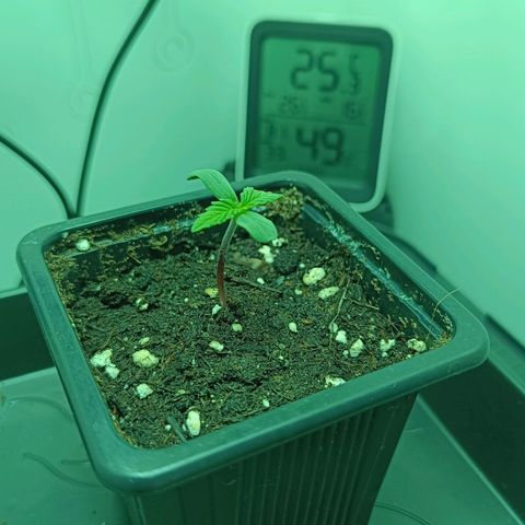 Auto Orange Bud growlog timeline photo