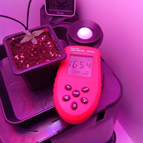 Auto Orange Bud growlog timeline photo