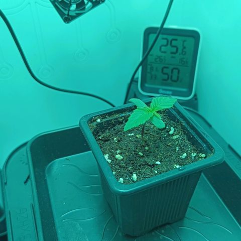 Auto Orange Bud growlog timeline photo