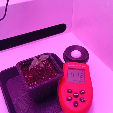 Auto Orange Bud growlog timeline photo