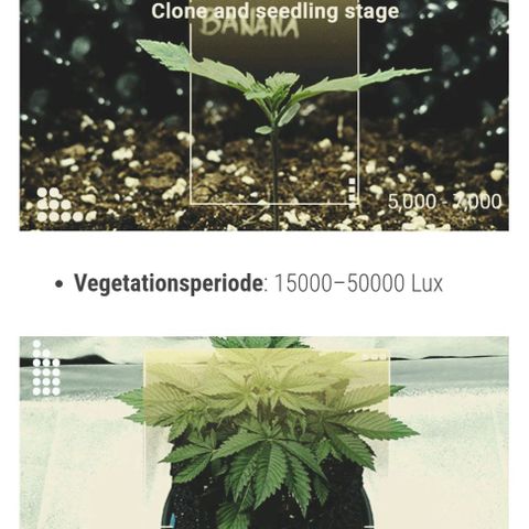 Auto Orange Bud growlog timeline photo