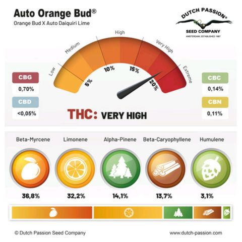 Auto Orange Bud growlog timeline photo