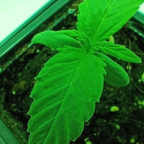 Auto Orange Bud growlog timeline photo