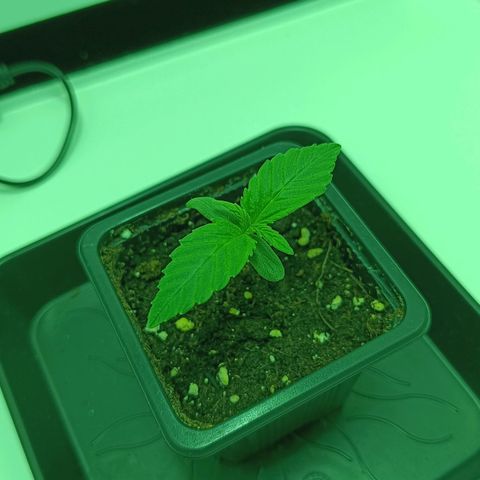 Auto Orange Bud growlog timeline photo