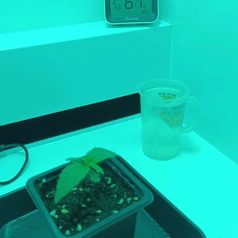 Auto Orange Bud growlog timeline photo