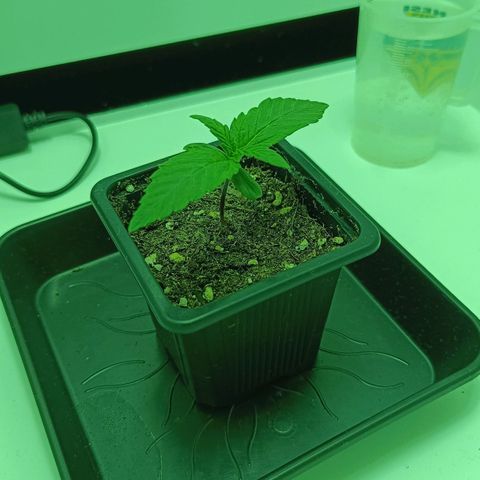 Auto Orange Bud growlog timeline photo