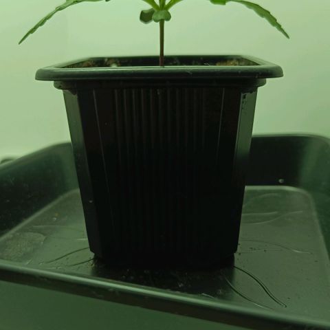 Auto Orange Bud growlog timeline photo