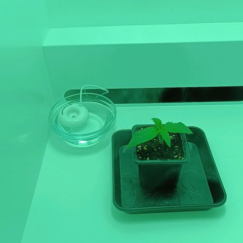Auto Orange Bud growlog timeline photo