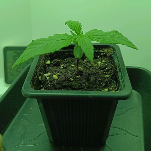 Auto Orange Bud growlog timeline photo