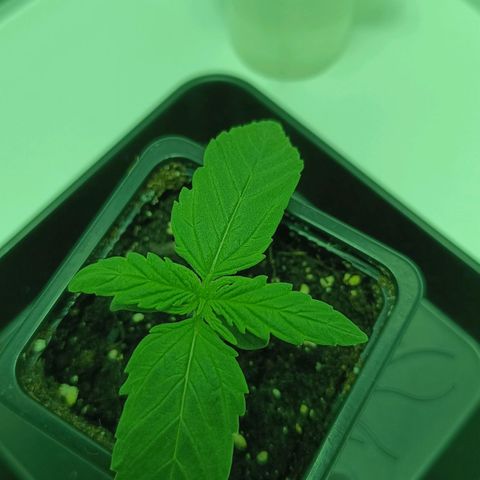 Auto Orange Bud growlog timeline photo
