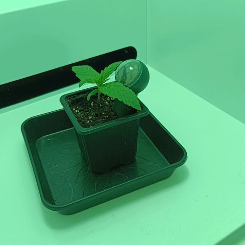 Auto Orange Bud growlog timeline photo