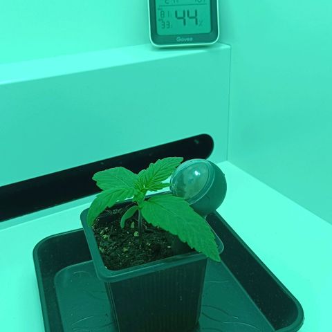 Auto Orange Bud growlog timeline photo