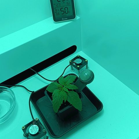 Auto Orange Bud growlog timeline photo