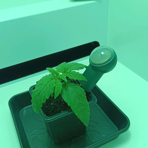 Auto Orange Bud growlog timeline photo