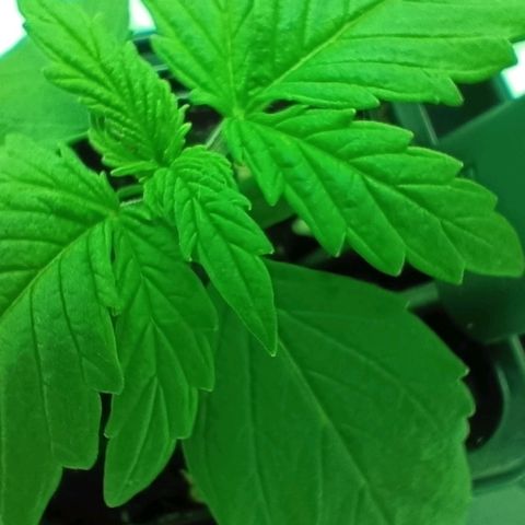 Auto Orange Bud growlog timeline photo