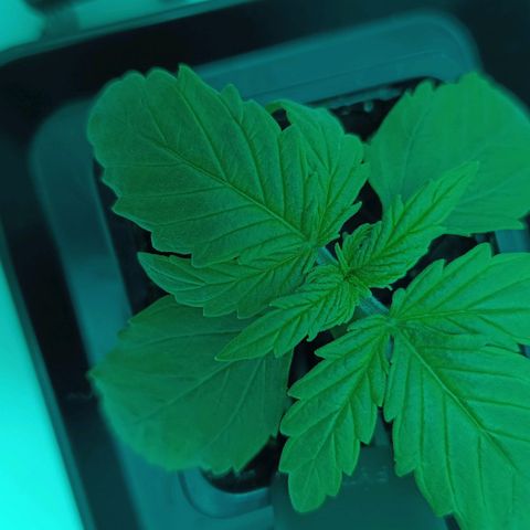 Auto Orange Bud growlog timeline photo