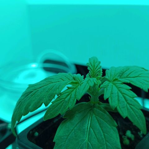 Auto Orange Bud growlog timeline photo