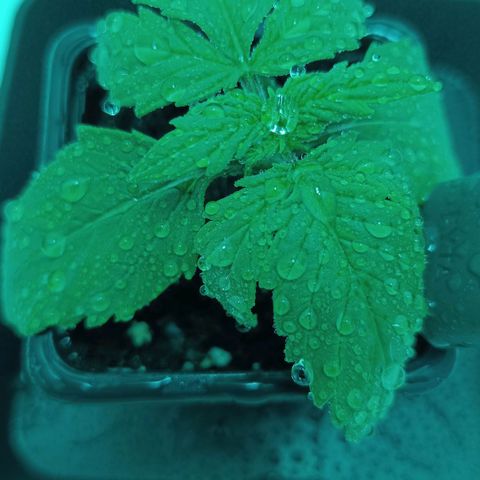 Auto Orange Bud growlog timeline photo
