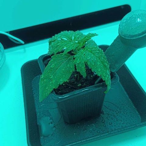 Auto Orange Bud growlog timeline photo