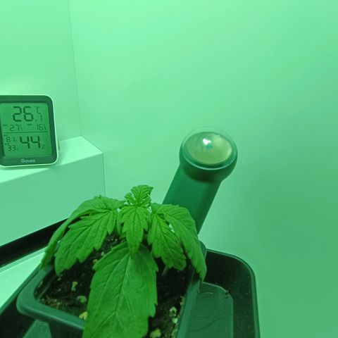 Auto Orange Bud growlog timeline photo