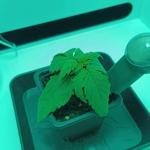 Auto Orange Bud growlog timeline photo
