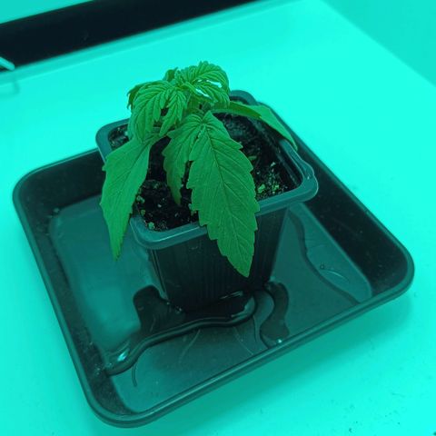 Auto Orange Bud growlog timeline photo