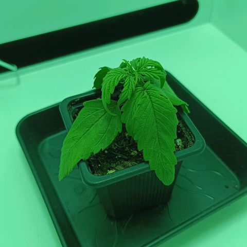Auto Orange Bud growlog timeline photo